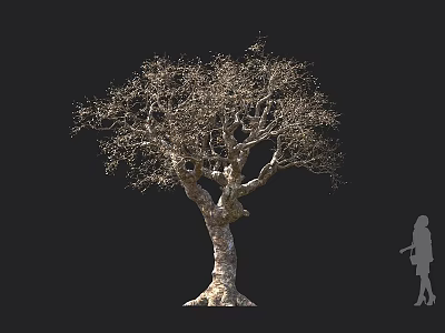 Leafless Tree with Thick Trunk and Spreading Branches Against Black Background and Human Silhouette 3d model
