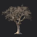 Leafless Tree with Thick Trunk and Spreading Branches Against Black Background and Human Silhouette 3d model