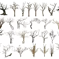 Diverse Deciduous Arbor Trees Collection With Various Bare Branch Structures And Shapes