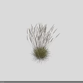 Tall Ornamental Grass With Slender Stems White Feathery Plumes And Green Foliage
