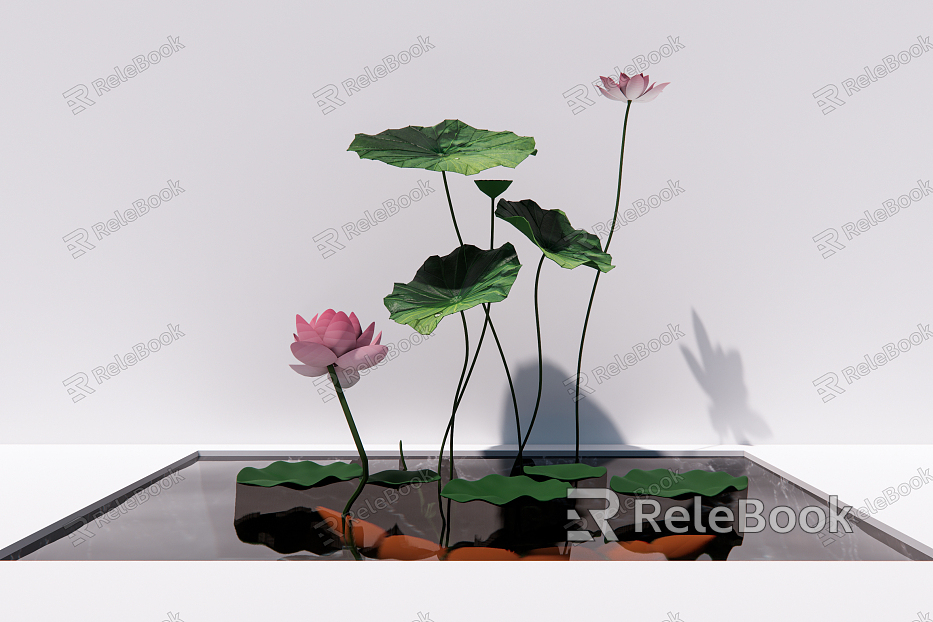 new chinese lotus lotus leaf lotus root lotus canopy aquatic plant model