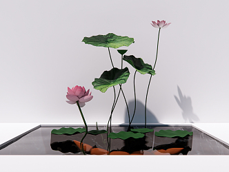 new chinese lotus leaf lotus root lotus canopy aquatic plant 3d model