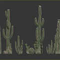 Various Green Cactus Plants in Different Sizes and Shapes on Black Reflective Background