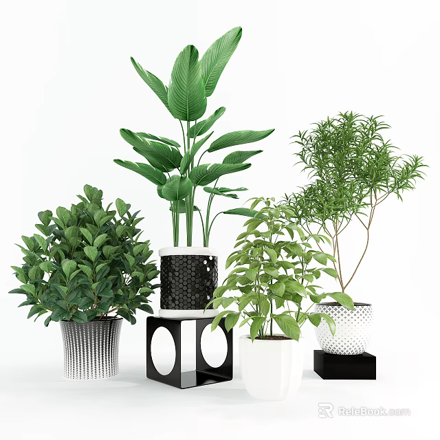 Decorative Bonsai and Potted Plants with Lush Green Leaves Various Pots and Stands 3d model 