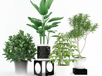 Decorative Bonsai and Potted Plants with Lush Green Leaves Various Pots and Stands 3d model