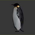 Emperor Penguin Standing With Black Head Yellow Neck White Body On Gray Background