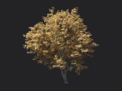 Lush Autumn Tree With Golden Yellow Leaves Dense Canopy And Trunk 3d model