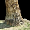 Petrified Wood Trunk With Detailed Texture And Natural Stone Appearance In Grass And Earth