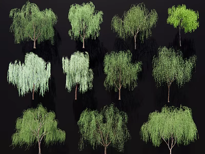 Various Types Of Willow Trees With Green Hanging Branches For Landscape Design 3d model