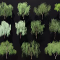 Various Types Of Willow Trees With Green Hanging Branches For Landscape Design