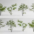 Multiple Arbor Varieties With Green Foliage And Different Trunk Shapes For Landscaping 3d model