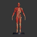 Human Anatomical Muscle And Skeleton Model Displaying Detailed Body Structure On Base
