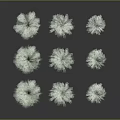 Small Fresh Green Leafy Plants Arranged in Clusters on Black Background