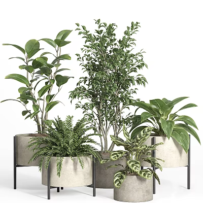 Stylish Vase Flowers With Various Green Plants Different Leaf Shapes And Ceramic Pots 3d model