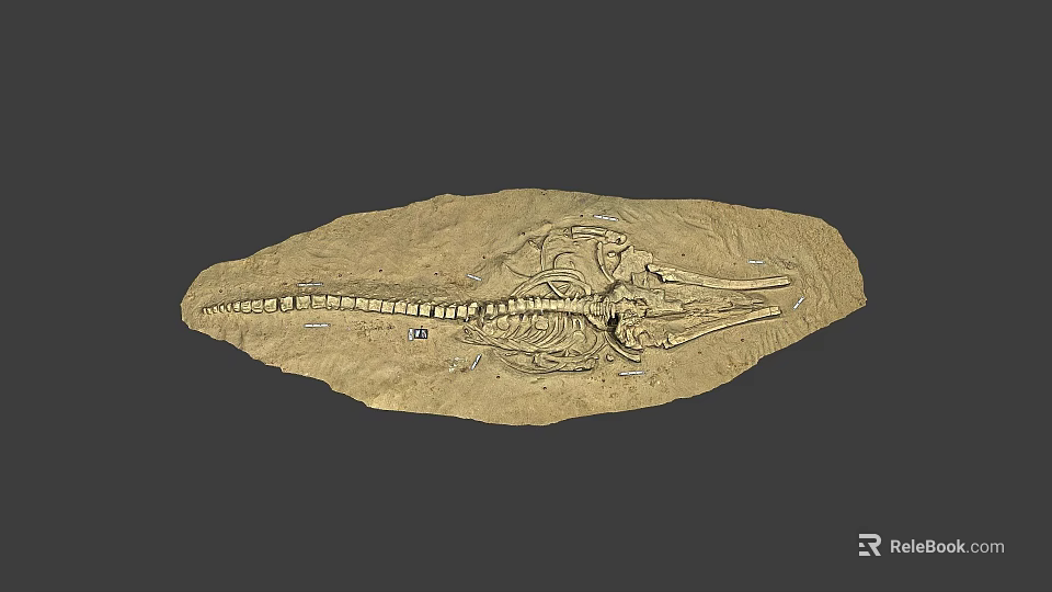 Ancient Aquatic Reptile Fossil Skeleton As Game Movie Character Inspiration 3d model 