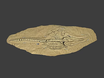 Ancient Aquatic Reptile Fossil Skeleton As Game Movie Character Inspiration 3d model