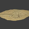 Ancient Aquatic Reptile Fossil Skeleton As Game Movie Character Inspiration