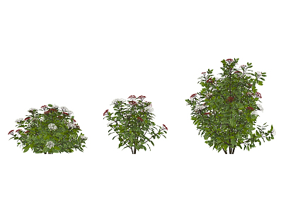 modern bush viburnum 3d model