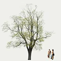 Tall Arbor With Fresh Green Leaves And Two People Walking Outdoors