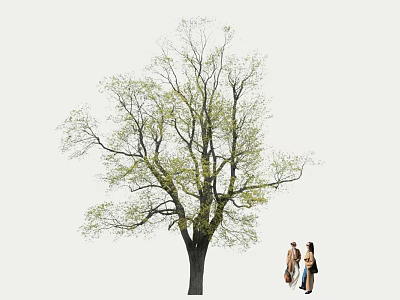Tall Arbor With Fresh Green Leaves And Two People Walking Outdoors 3d model