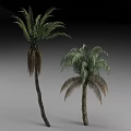 Two Palm Trees with Green and Brown Fronds Standing on Gray Background