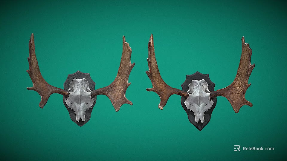 Two Mounted Moose Skull Decorations With Large Antlers On Green Wall 3d model 