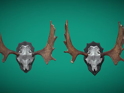 Two Mounted Moose Skull Decorations With Large Antlers On Green Wall 3d model