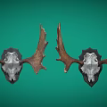 Two Mounted Moose Skull Decorations With Large Antlers On Green Wall