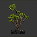 Green Succulent Plant With Multiple Branches Plump Leaves In Black Square Pot And Pebbles