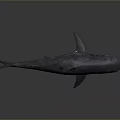 Large Gray Shark With Sleek Body And Sharp Fins On Dark Reflective Surface