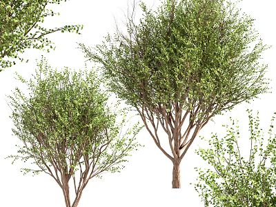 Lush Green Trees With Lush Foliage And Strong Trunks In Natural Outdoor Landscape 3d model