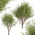 Lush Green Trees With Lush Foliage And Strong Trunks In Natural Outdoor Landscape