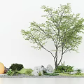 Indoor Landscape With Tall Tree Green Leaves Yellow Sphere Stones Green Plants And White Background