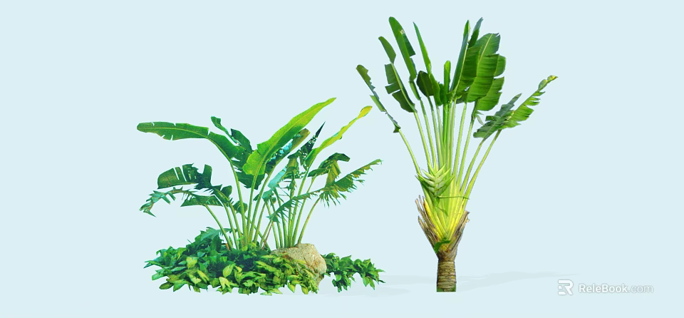 Tropical Arborescent Trees With Broad Green Leaves Trunk And Small Plants Stones 3d model 