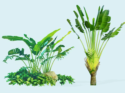Tropical Arborescent Trees With Broad Green Leaves Trunk And Small Plants Stones 3d model