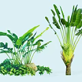 Tropical Arborescent Trees With Broad Green Leaves Trunk And Small Plants Stones