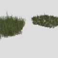 Vibrant Green Grass Clumps In Varied Heights For Garden Landscape Design