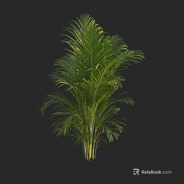 Green Palm Tree with Lush Foliage Against Black Background 3D Rendered 3d model 