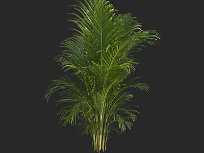 Green Palm Tree with Lush Foliage Against Black Background 3D Rendered 3d model