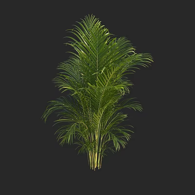 Green Palm Tree with Lush Foliage Against Black Background 3D Rendered 3d model