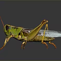 grasshopper insect cartoon locust animation locust anime locust anime game character 3d model