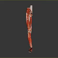 Red Human Anatomical Model Medical Device For Medical Education Demonstration And Learning
