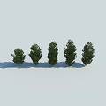 Five Trees With Increasing Height Green Foliage Shadows Against Light Background And White Ground 3d model