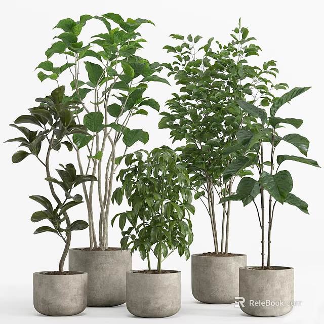 Green Bonsai Potted Plants For Indoor Decoration With Various Heights And Gray Cylindrical Pots 3d model 