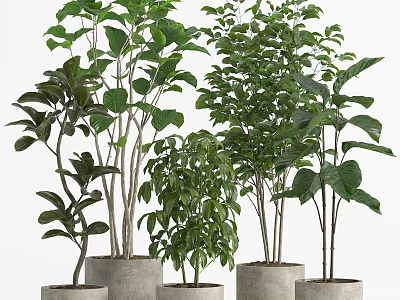 Green Bonsai Potted Plants For Indoor Decoration With Various Heights And Gray Cylindrical Pots 3d model
