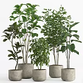 Green Bonsai Potted Plants For Indoor Decoration With Various Heights And Gray Cylindrical Pots