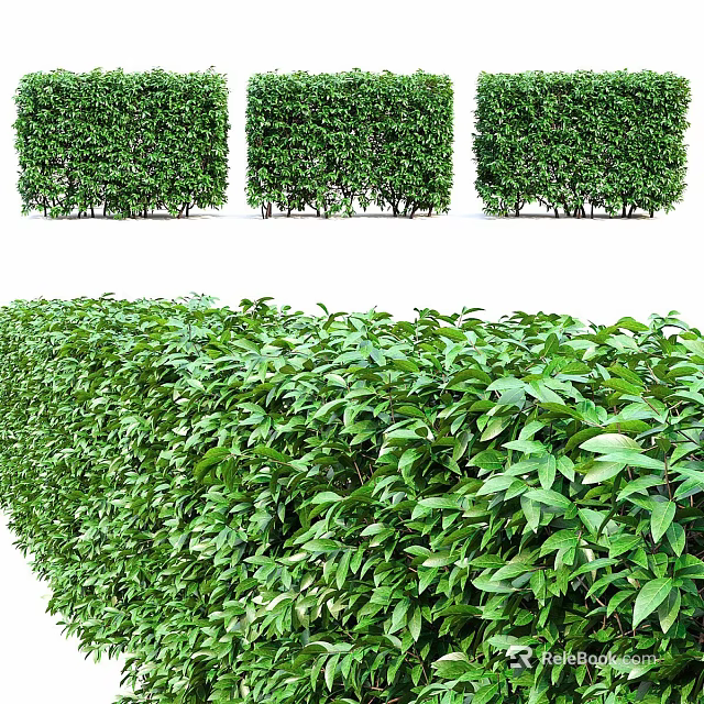 Neatly Trimmed Green Garden Hedges Arranged as Square Blocks and Lush Bushes for Landscaping Decor 3d model 