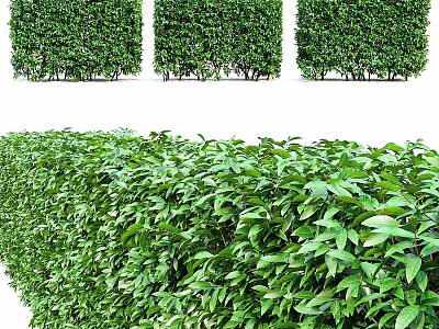 Neatly Trimmed Green Garden Hedges Arranged as Square Blocks and Lush Bushes for Landscaping Decor 3d model