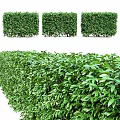 Neatly Trimmed Green Garden Hedges Arranged as Square Blocks and Lush Bushes for Landscaping Decor