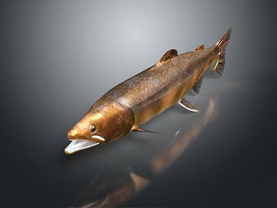 Catfish Carp Sturgeon Bass Freshwater Fish Various Carp Grass Carp Crucian Carp 3d model
